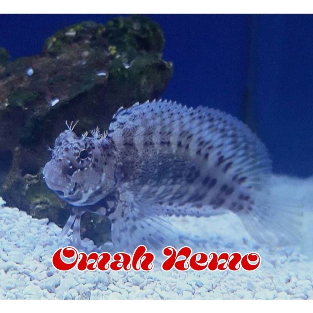 Ikan Hias Air Laut Jenis Jabing Glodok