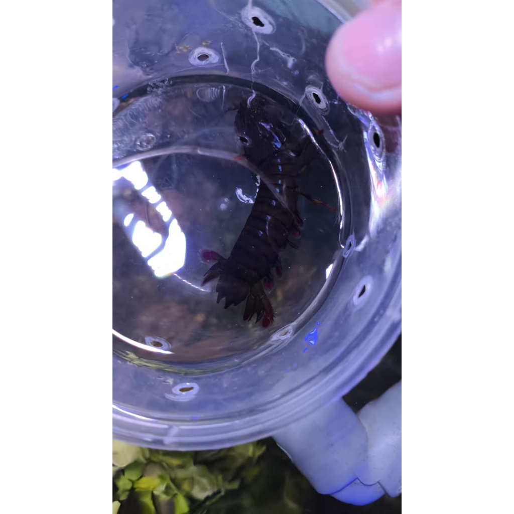 Udang Mantis / Mantis Shrimp