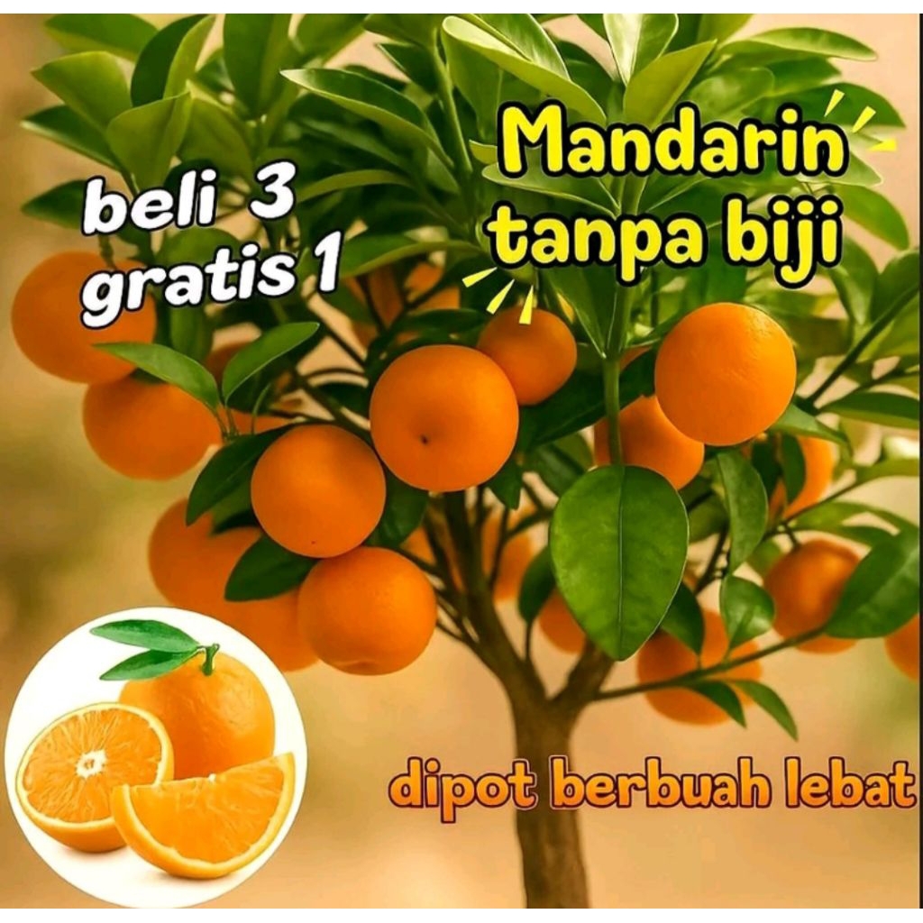 jeruk mandarin tanpa biji