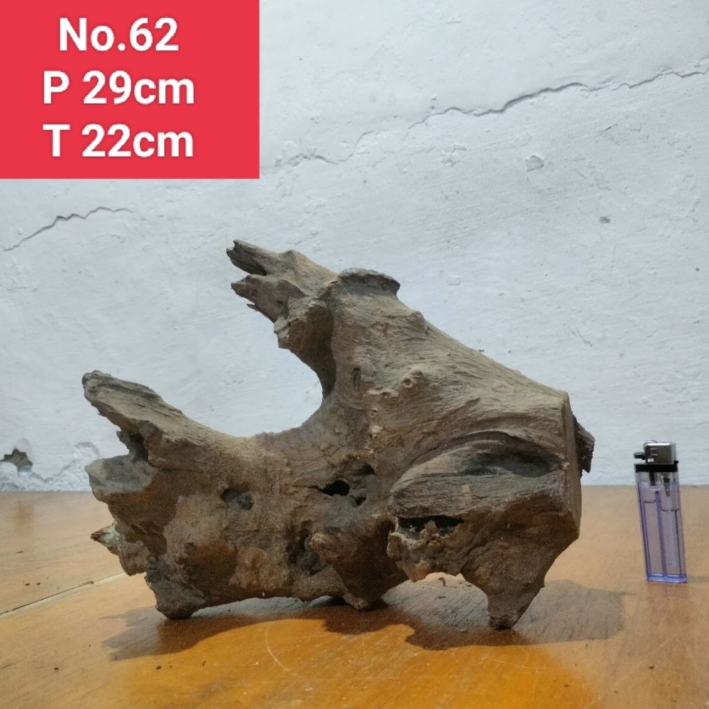 bonggol santigi laut kayu santigi aquascape aquarium 62