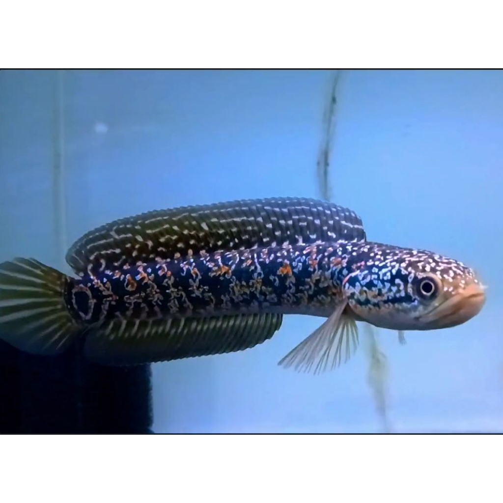 (BERGARANSI) Channa asiatica rsp kalimaya 4-10cm full spot full pelet pakan hewan peliharaan