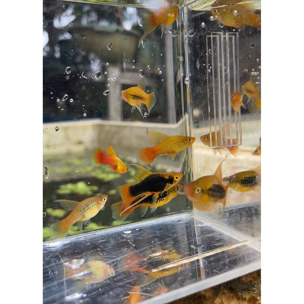 Platy hawai/cendrawasih induk