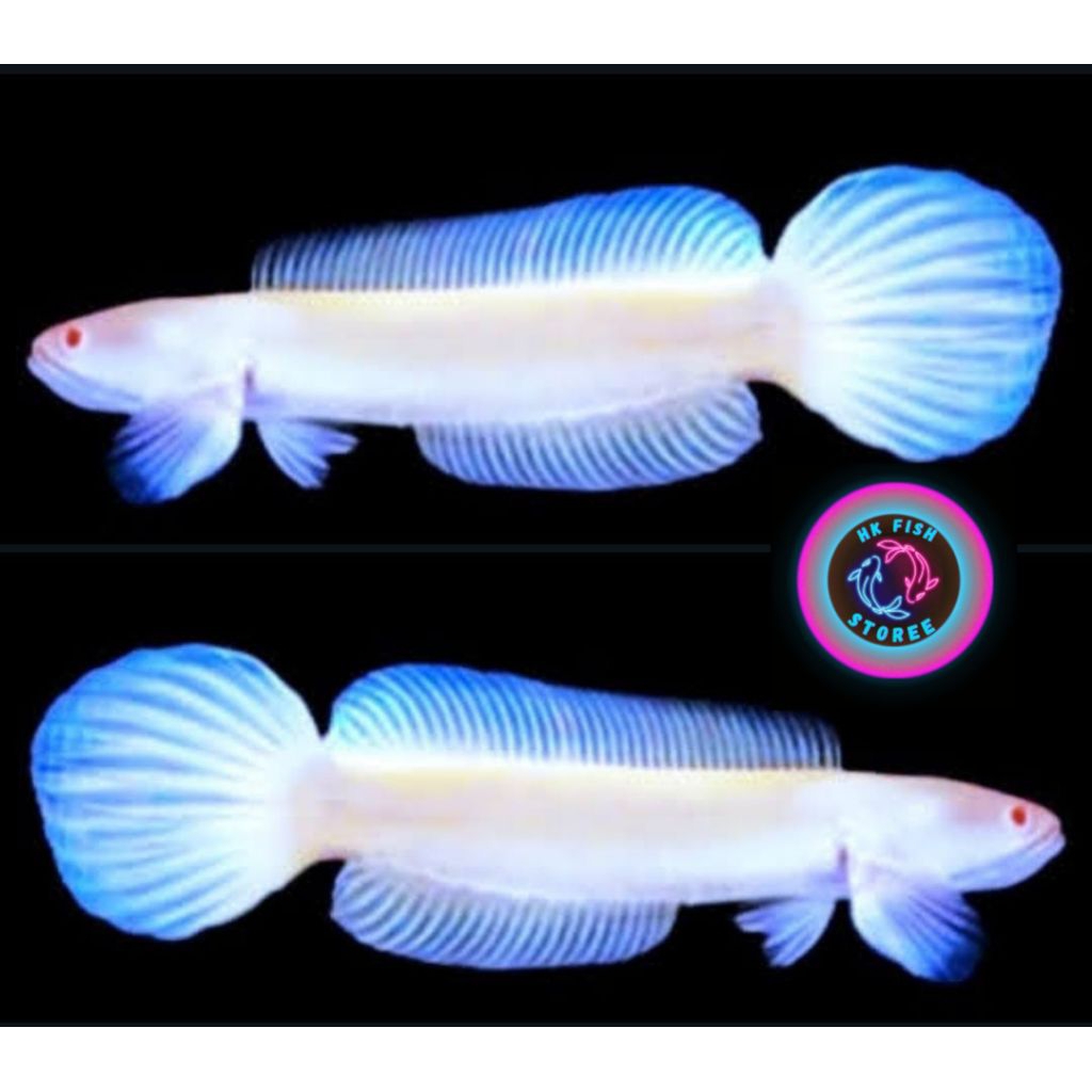 ( Garansi 100% ) Striata albino 10-12 cm Mata merah