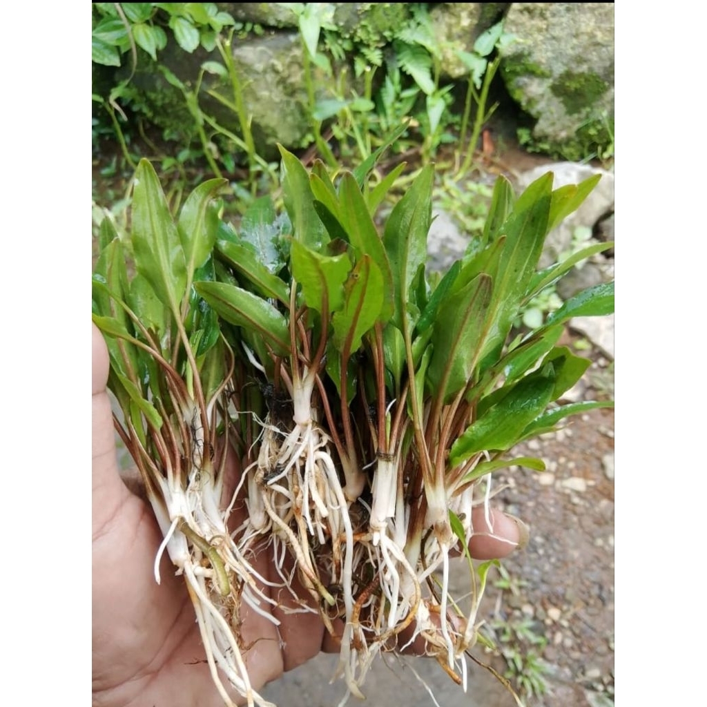 cryptocoryne green tanaman aquascape