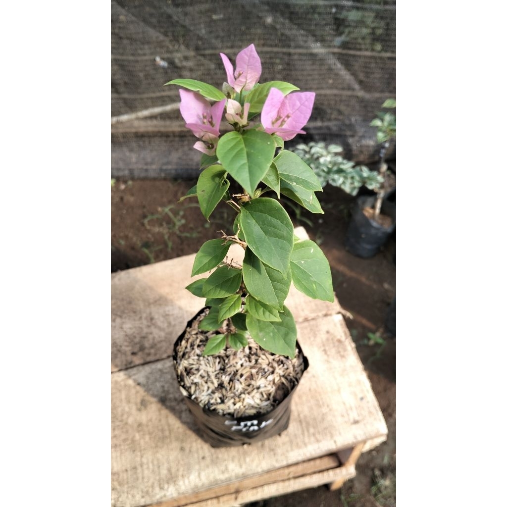 Bougenville ekor musang pink