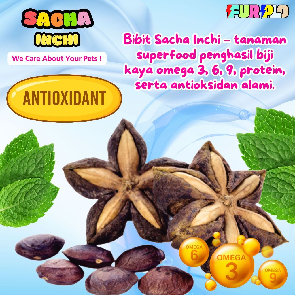 Bibit Unggul Sacha Inchi Organik Super Food Omega Kualitas Unggul Untuk Budidaya FURPLO
