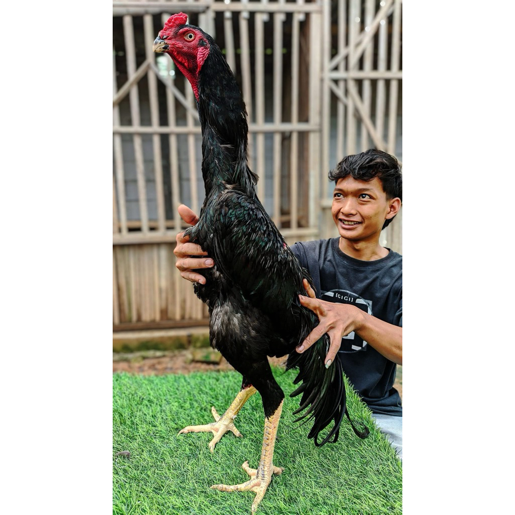Telur fertil ayam shamo eropa Untuk Di tetaskan