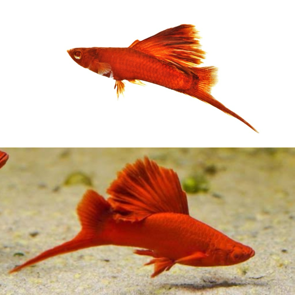 [Chan Aquatic] Ikan Hias Platy Blood Firecracker