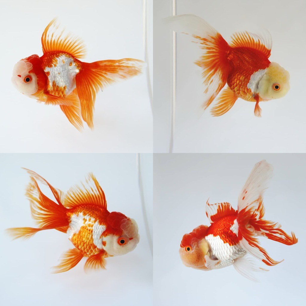 [Chan Aquatic] Ikan Hias Koki Oranda Red White Rosetail Size M