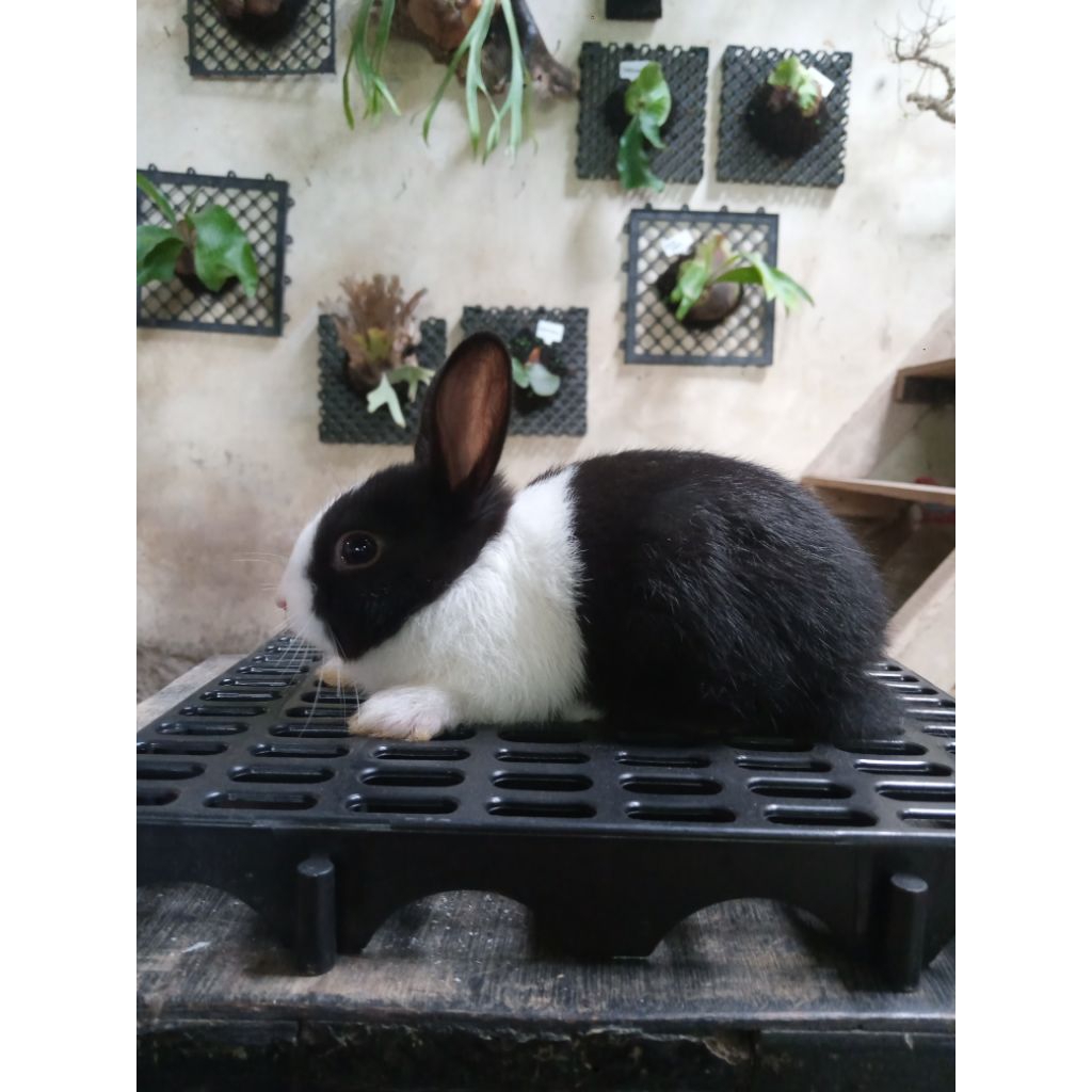 anakan kelinci dutch 1 pasang