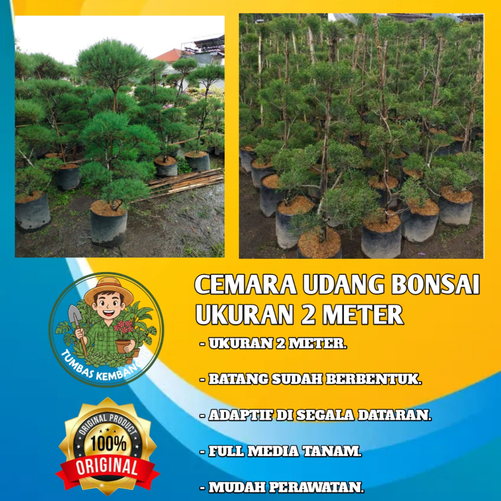 BONSAI Cemara Udang Bonsai Ukuran 2M - Casuarina Equisetifolia - Tanaman Hias Outdoor Adaptif & Berk