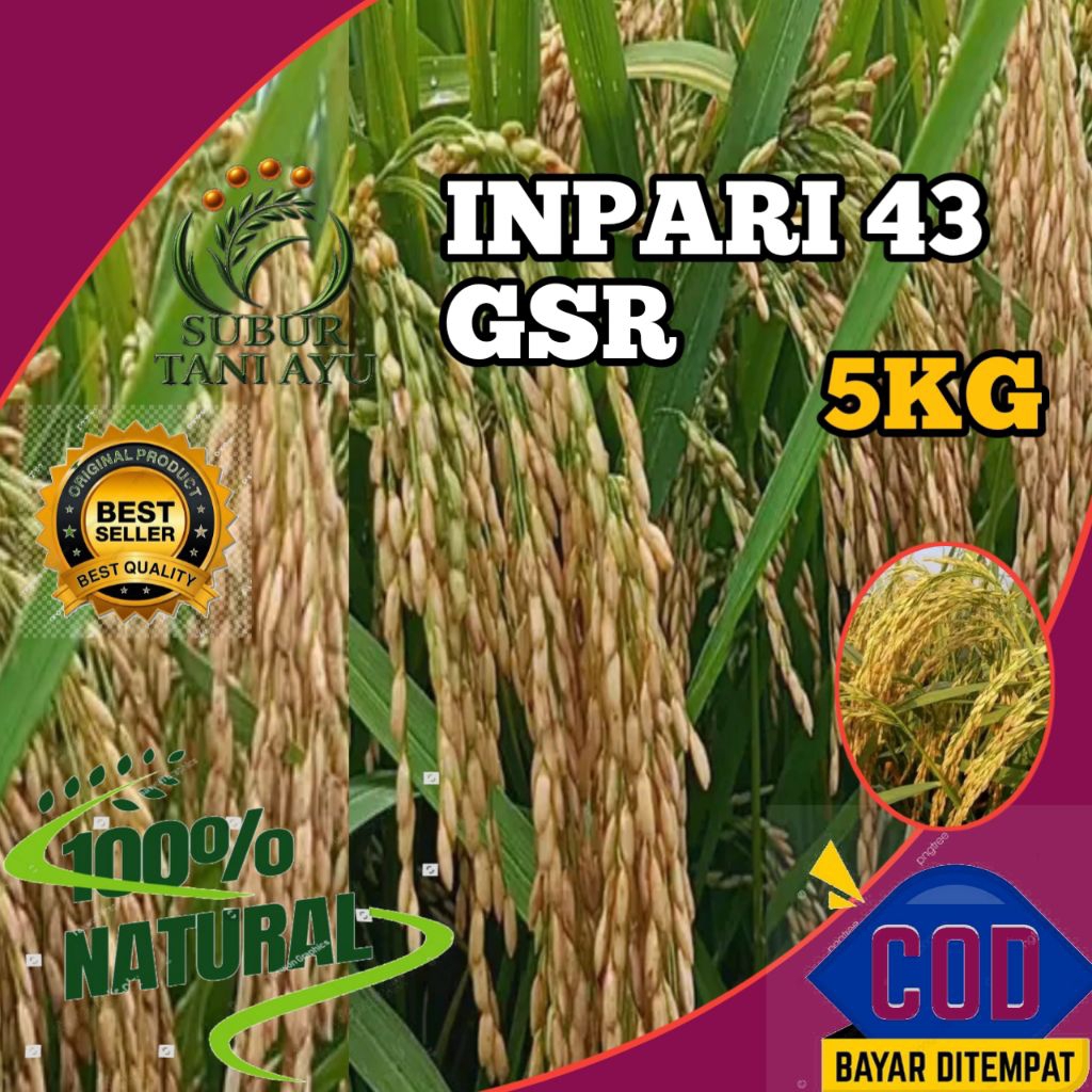 BENIH PADI INPARI 43 GSR BERKUALITAS UNGGUL KEMASAN 5KG