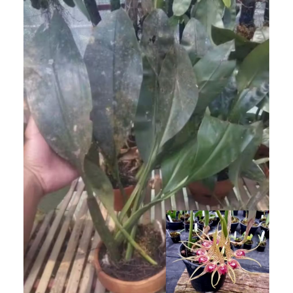 anggrek hutan langka