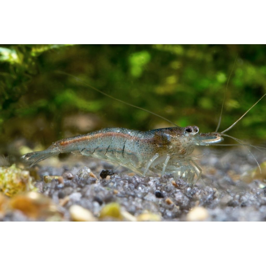 malawa Sulawesi shrimp, udang hias wild fighter alga diaquascape