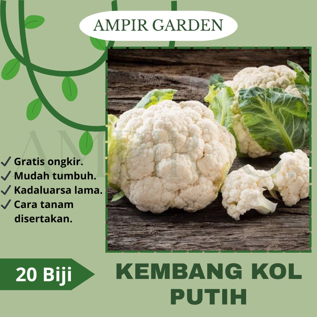 20 Biji Benih KEMBANG KOL PUTIH Hibrida / Bibit Benih Kol Putih Jumbo / Tanaman Sayuran Brokoli Besa