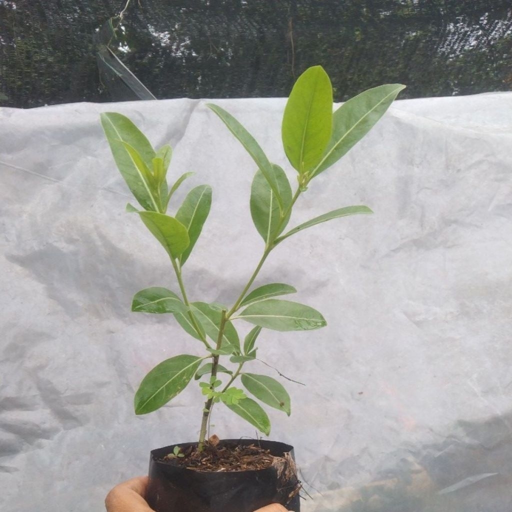 bibit tanaman cestrum diurnum