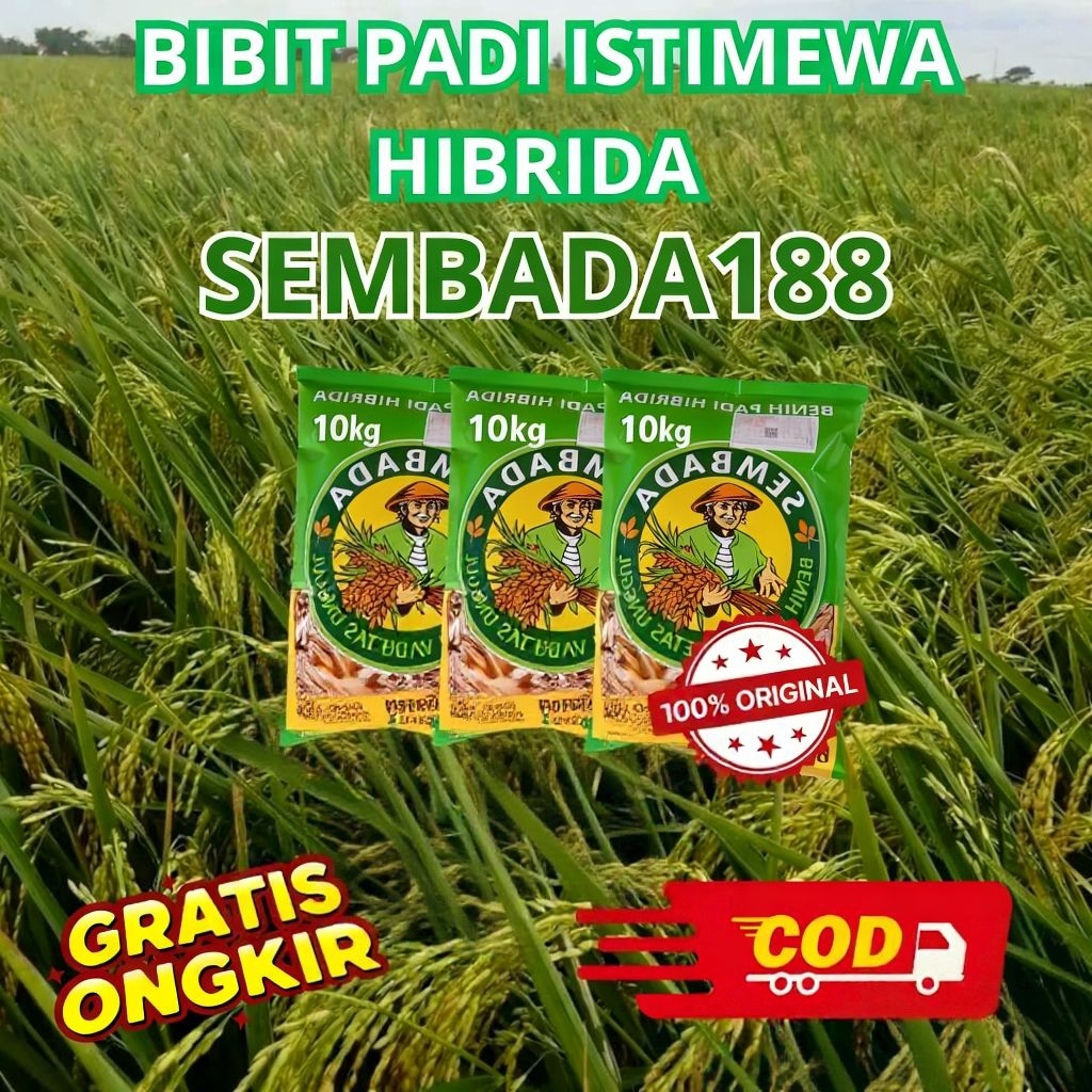 BIBIT PADI HIBRIDA F1 SEMBADA 188 ORIGINAL 100% KEMASAN 10 KILO
