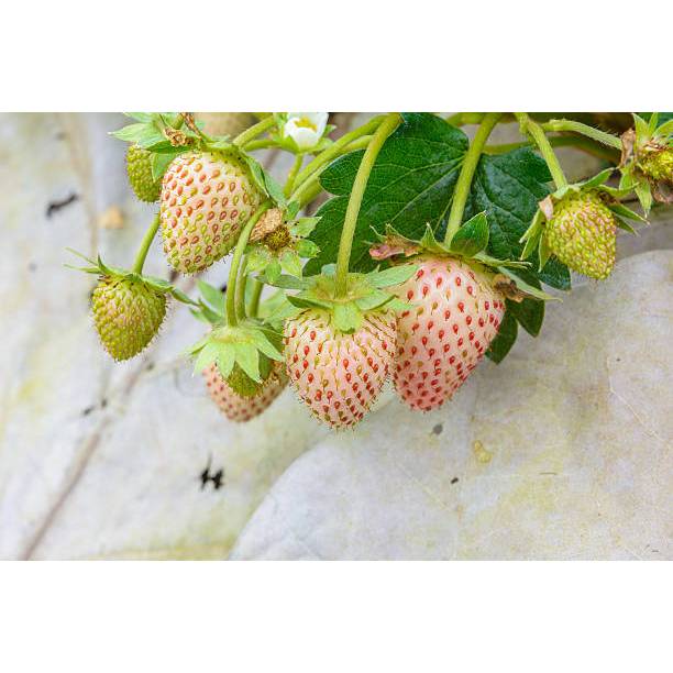 GUDANG BENIH - BENIH STRAWBERRY PUTIH