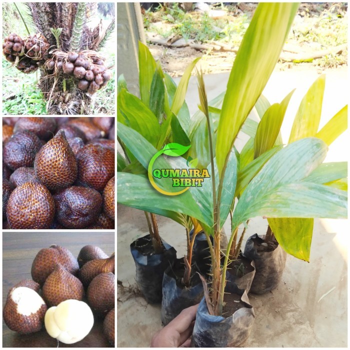 Bibit | Pohon Salak Pondoh / Salak Madu | Siap Tanam
