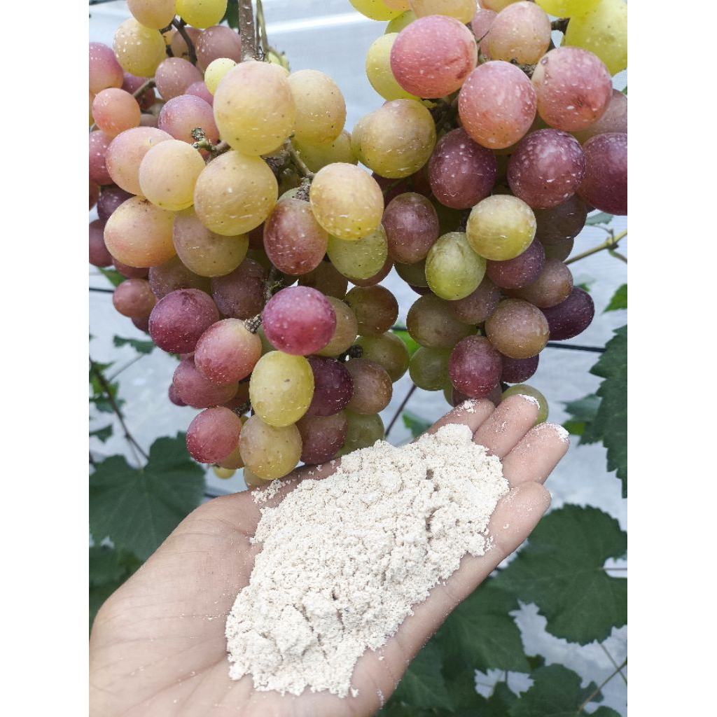 kapur dolomit pertanian