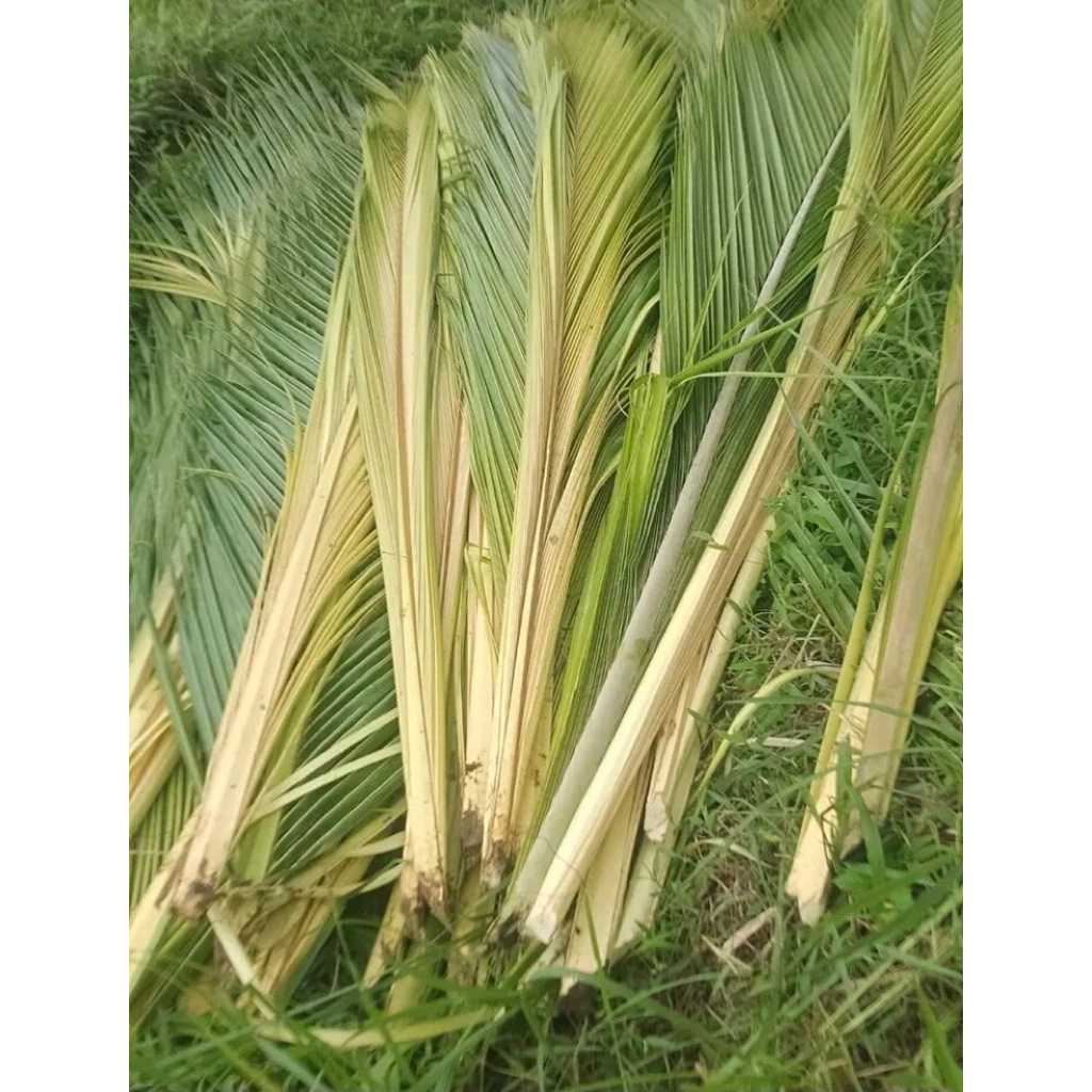 janur kelapa / daun kelapa muda