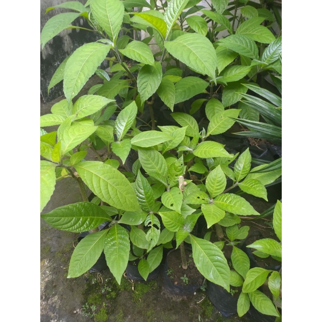 Bibit Trichantera gigantea