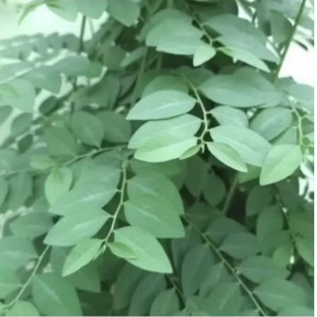 bibit pohon katuk / bibit tanaman daun katuk