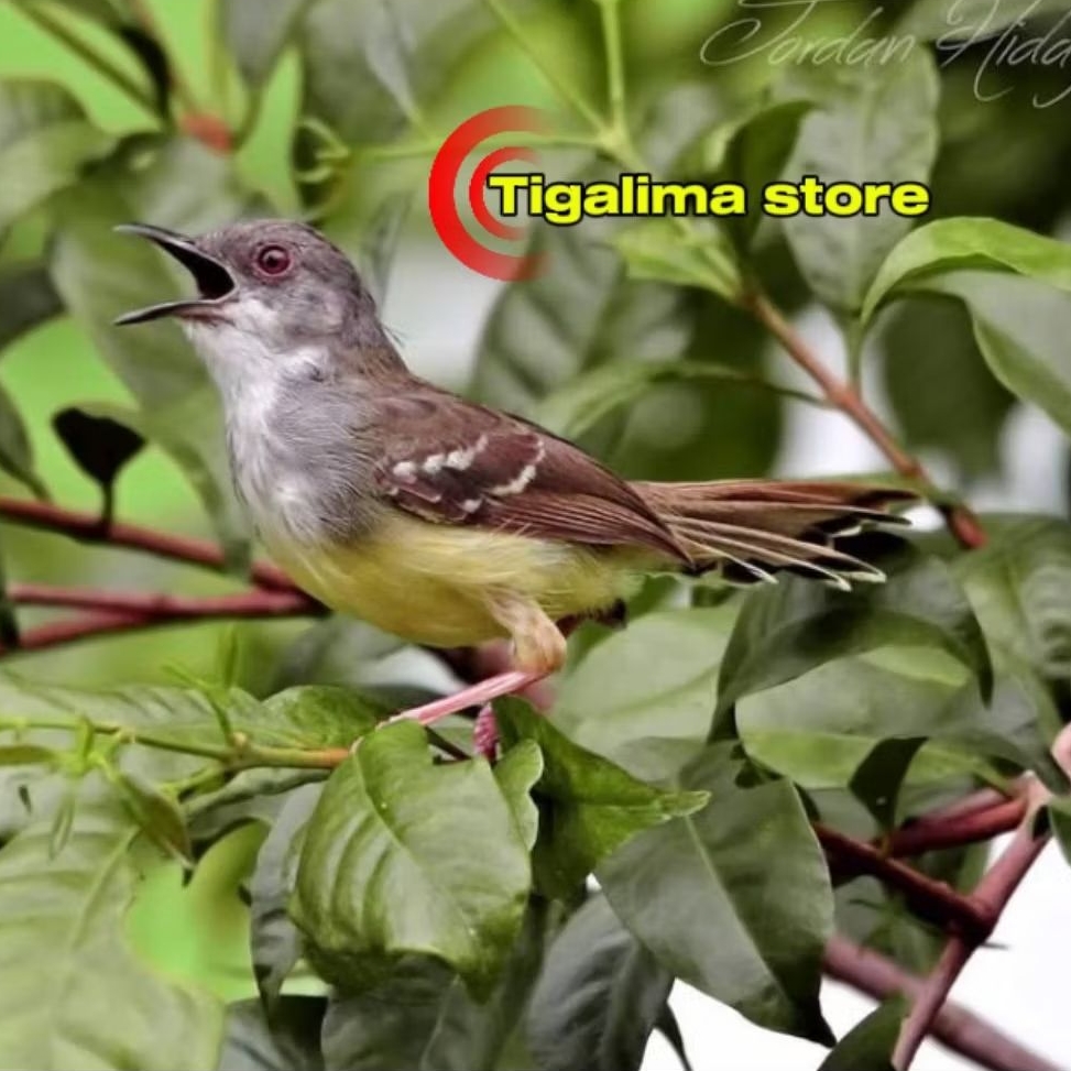 BURUNG CIBLEK SEMI JANTAN PILIHAN