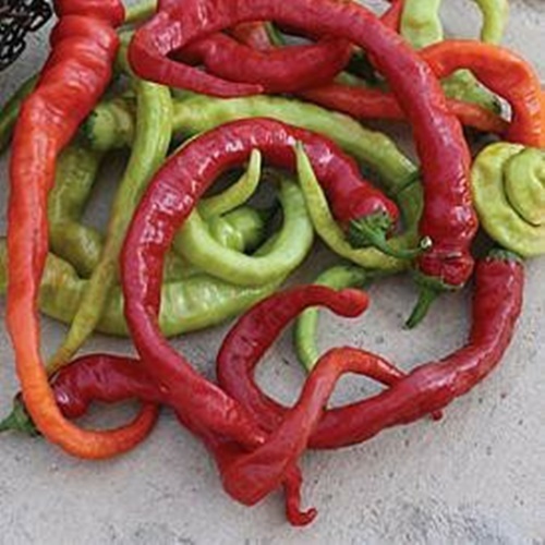 3 Biji Benih PEPPER Ristra Cayenne