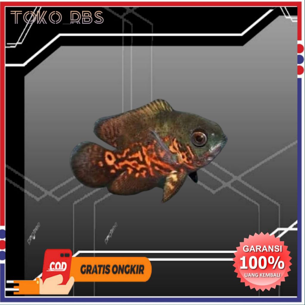 Ikan Oscar Tiger Batik- Tampilan Unik, Sehat, Cepat Besar