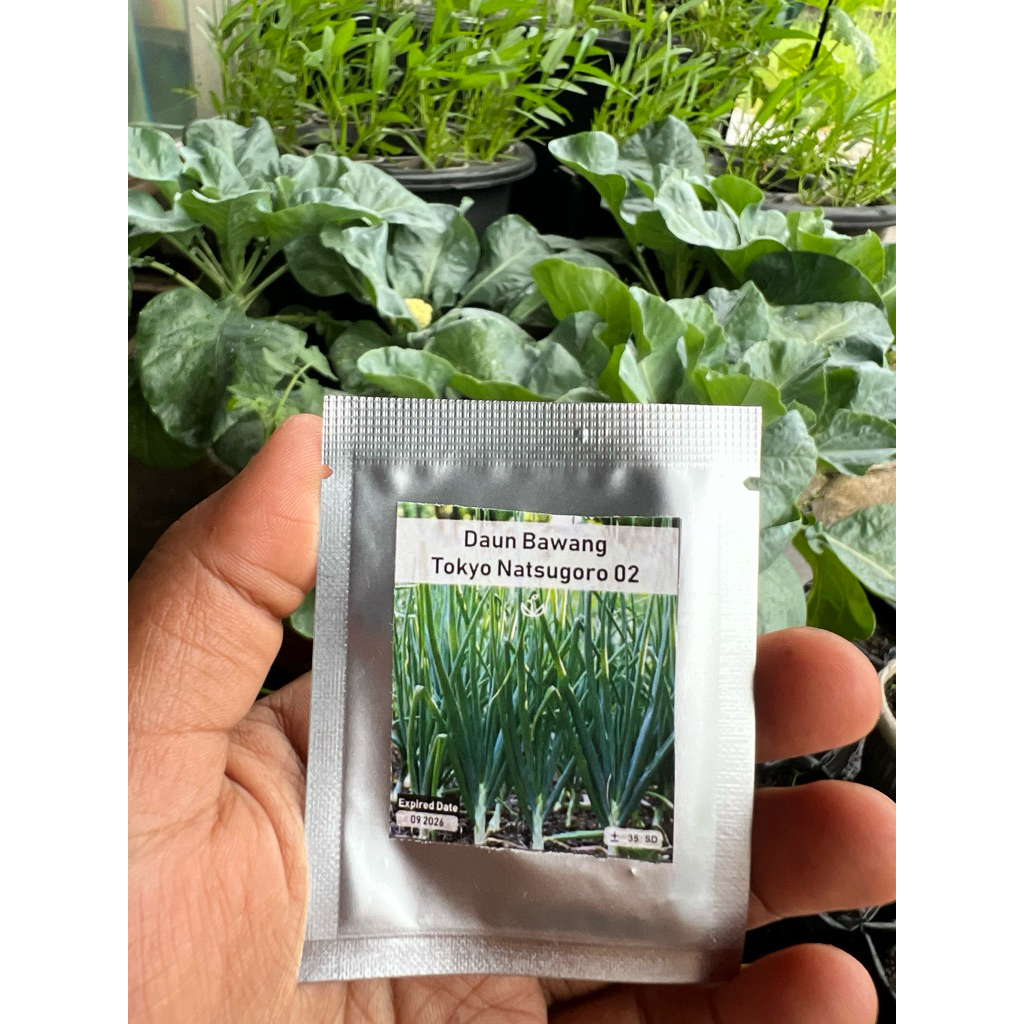 30 Biji - Benih Daun Bawang Jepang Tokyo Natsugoro no.02