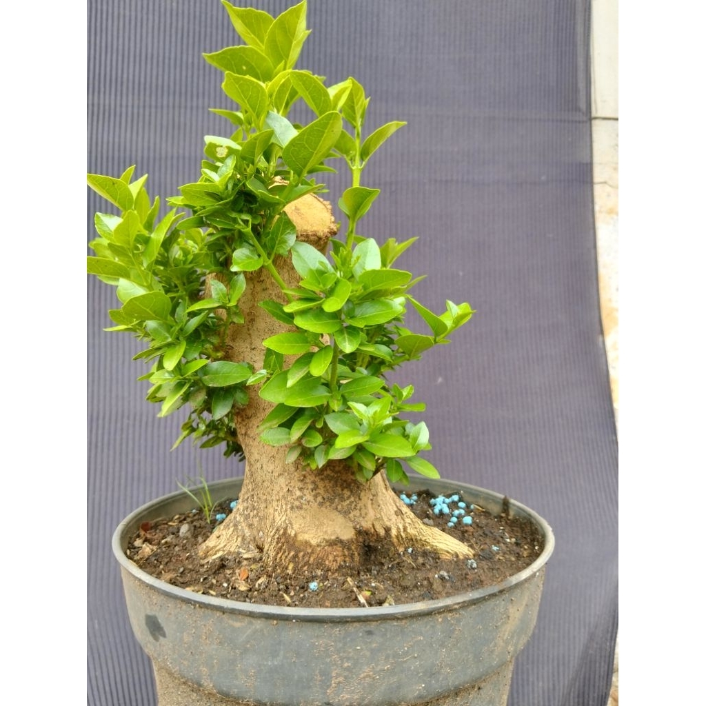 Bahan bonsai sancang prokar real pict