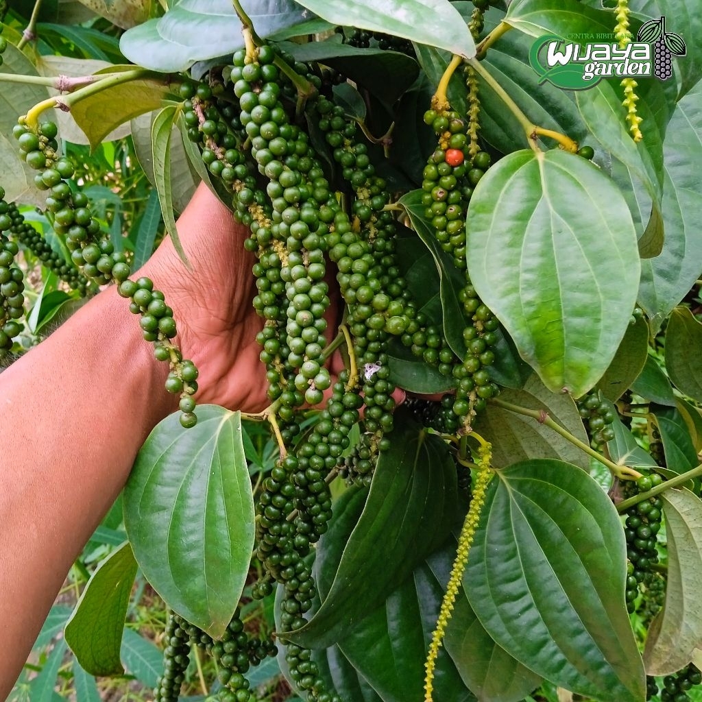 ISI 12 BIBIT LADA SAMBUNG JENIS INDIA SRILANKA ( PANJAT )| LADA SAMBUNG MELADA | LADA PUTIH | LADA H