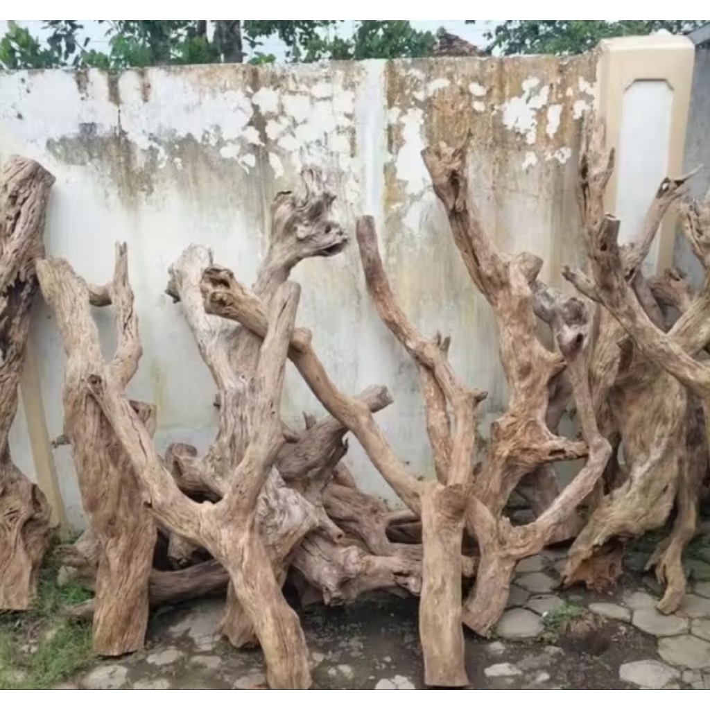 kayu kopi panjang besar jumbo