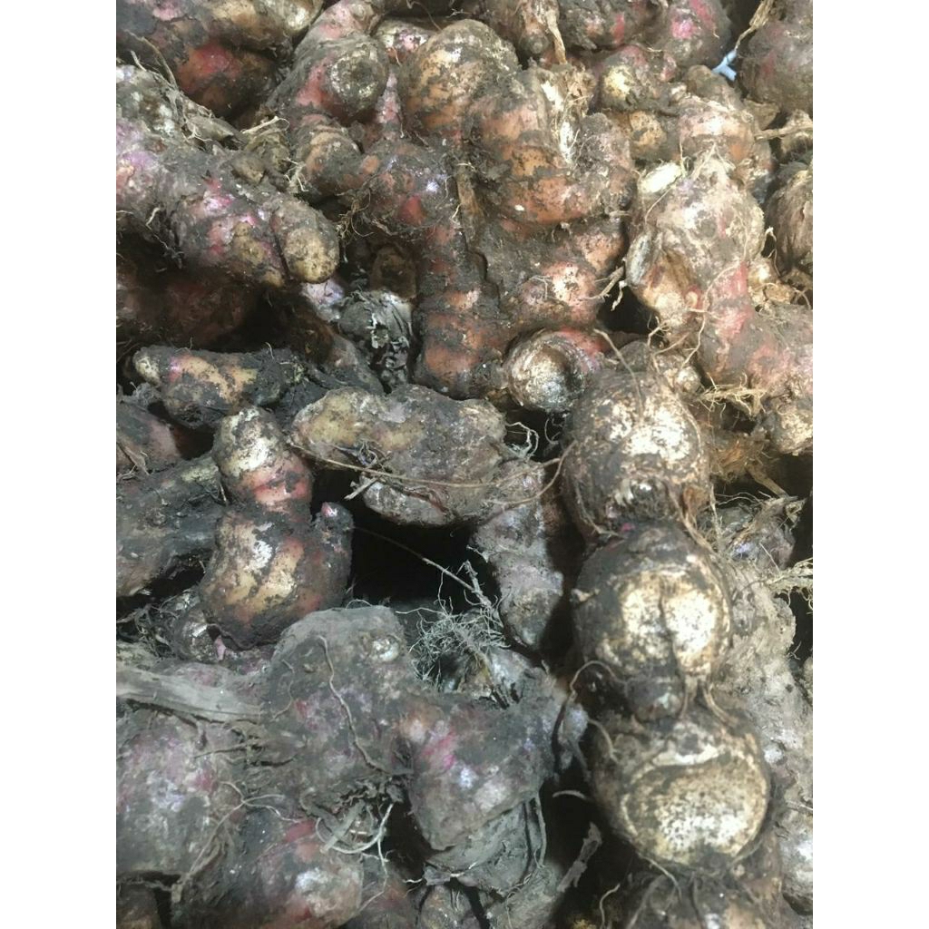 jahe merah 1000g