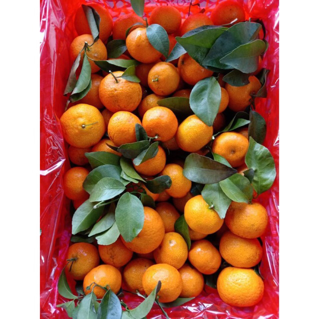 Buah Jeruk santang / Jeruk kecil santang