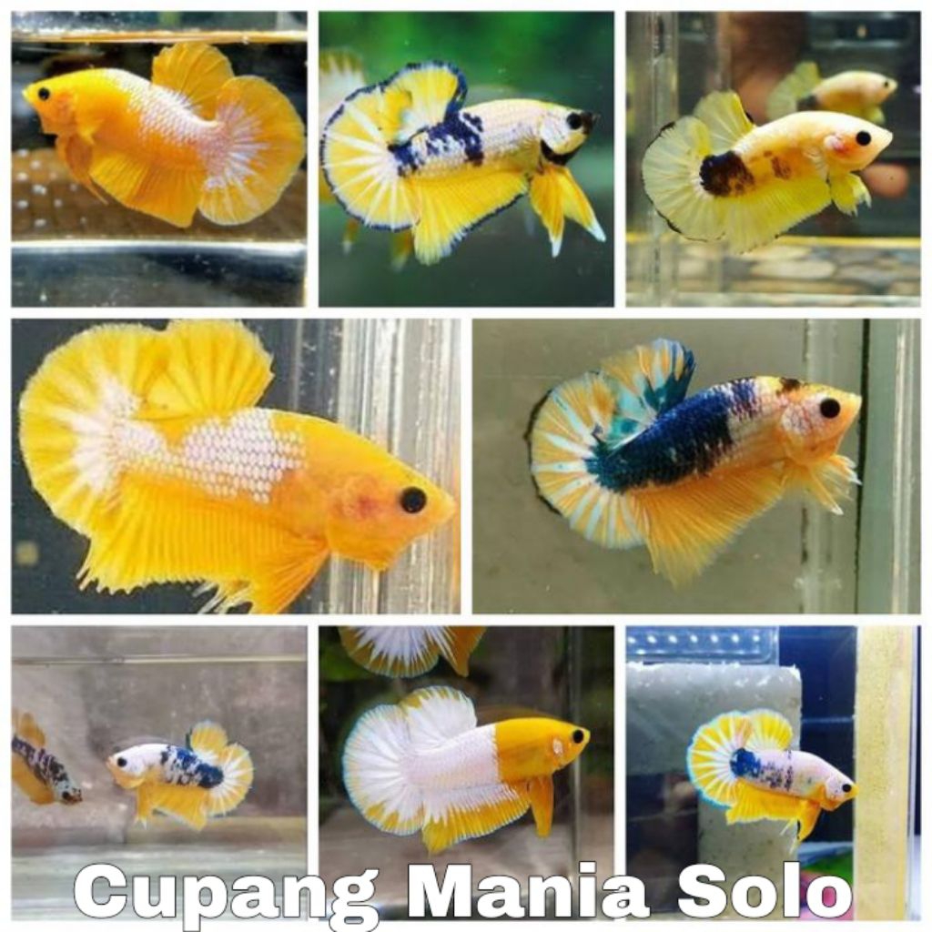 Ikan Cupang Yellow Fancy Grade A+ sudah Lolos Karantina