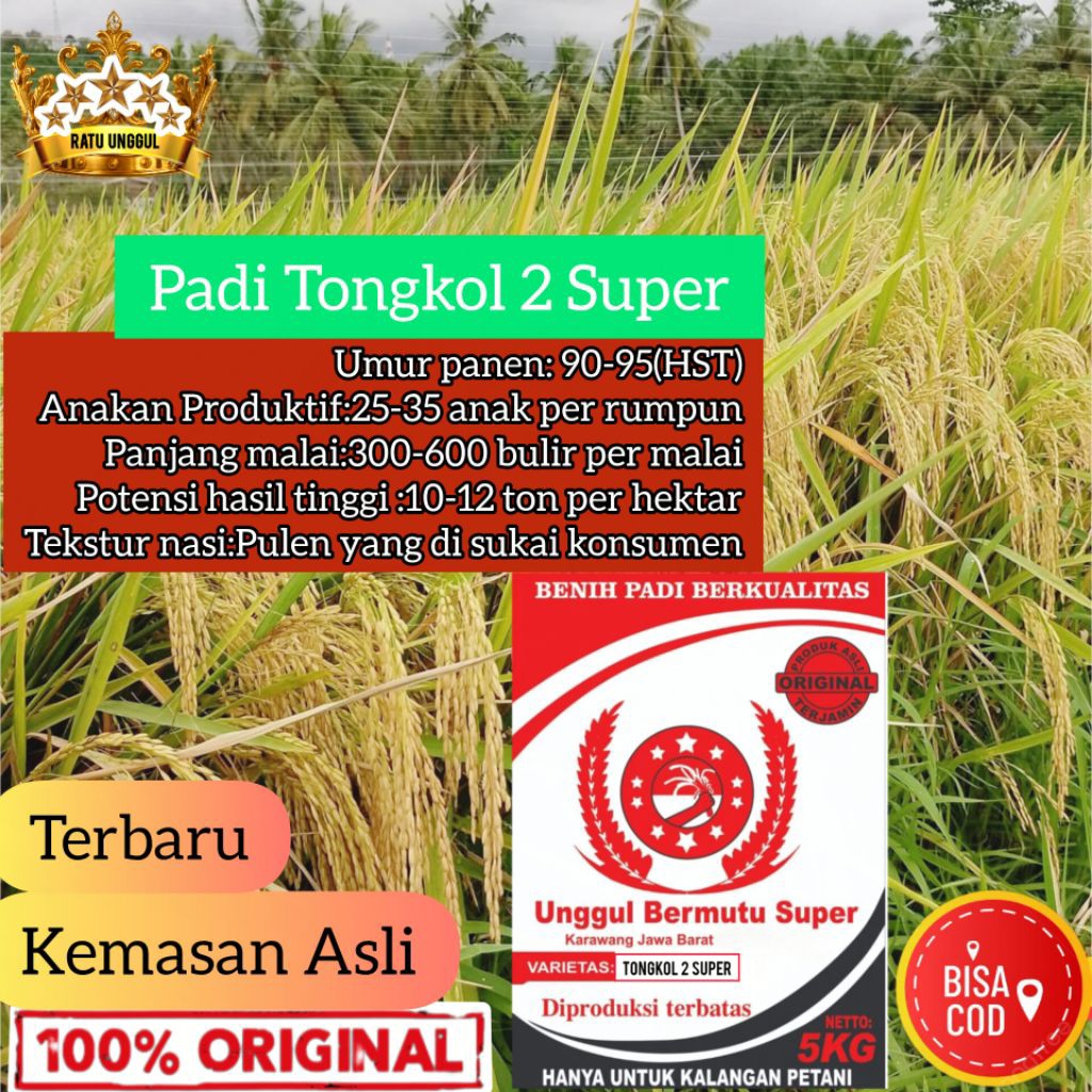 Bibit Padi Tongkol 2 Super Jumbo 5Kg Kualitas Terjamin Unggul