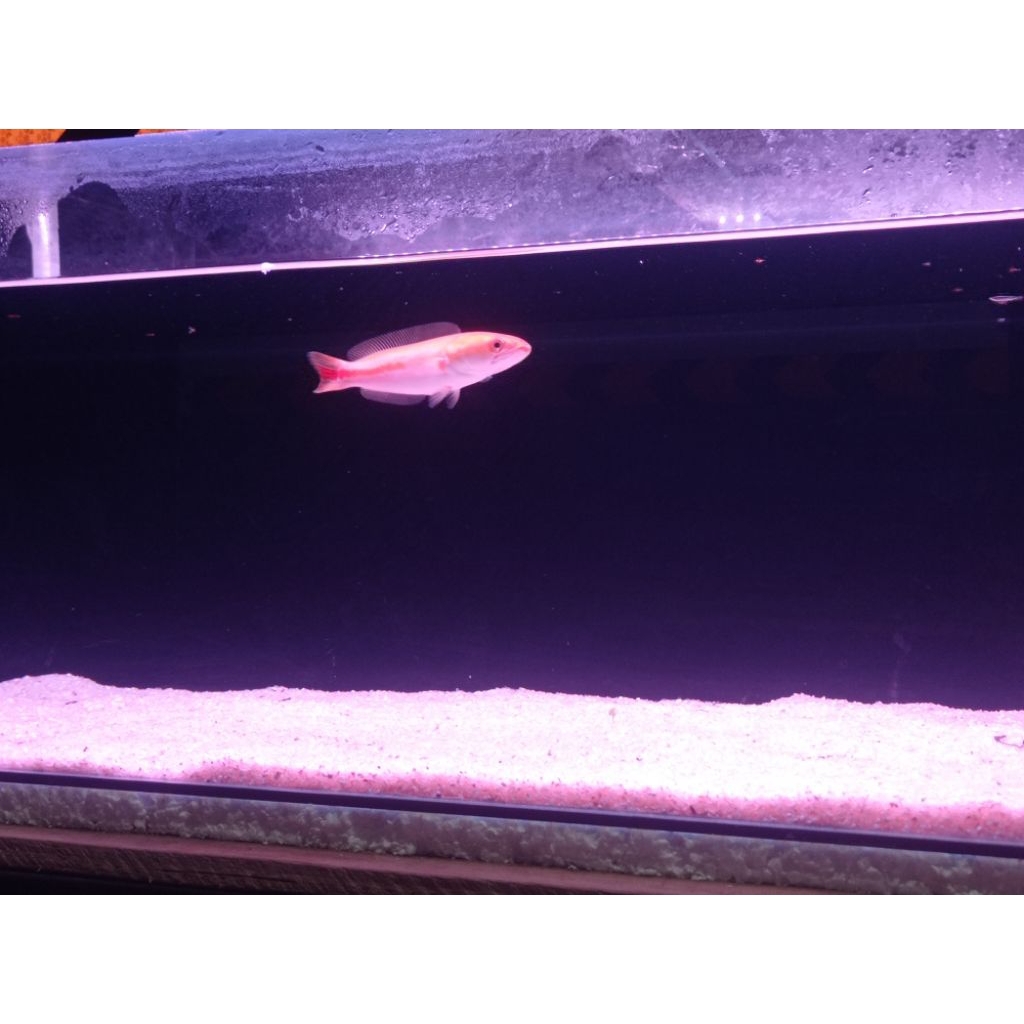 Toman Xanthic Jumbo 40cm