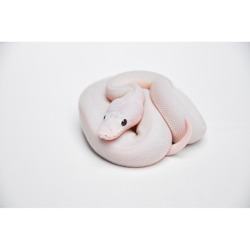 Super Fire Ball Python Ular Piton Putih Polos BEL