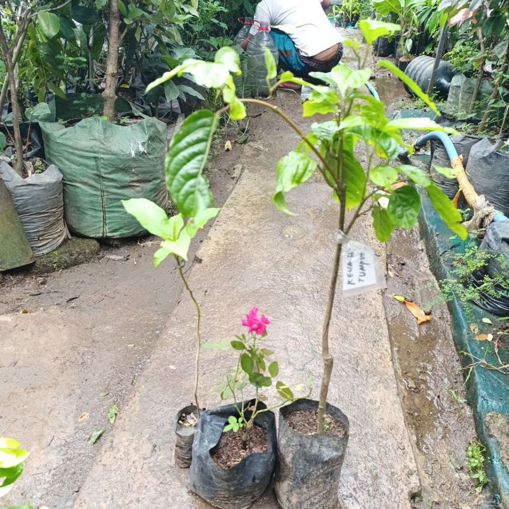 Paket 3 bunga Telon -bunga  kenanga - kantil - mawar