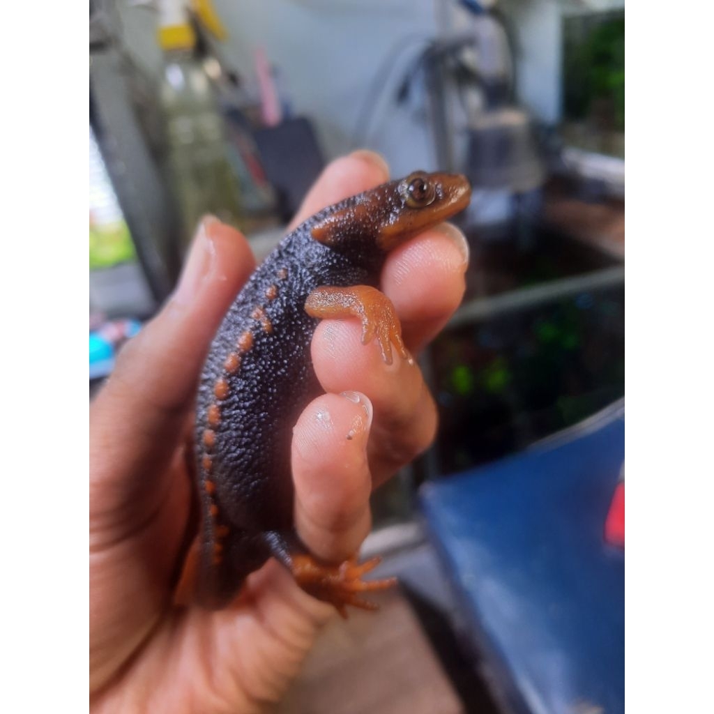 himalayan newt salamander / tylotrotinton verrucosus / kadal air / axolotl / amphibi