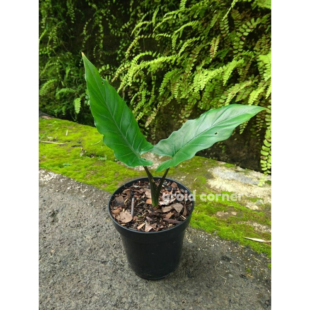 Alocasia 'Lauterbachiana' Alokasia Keris Papua Real Picture