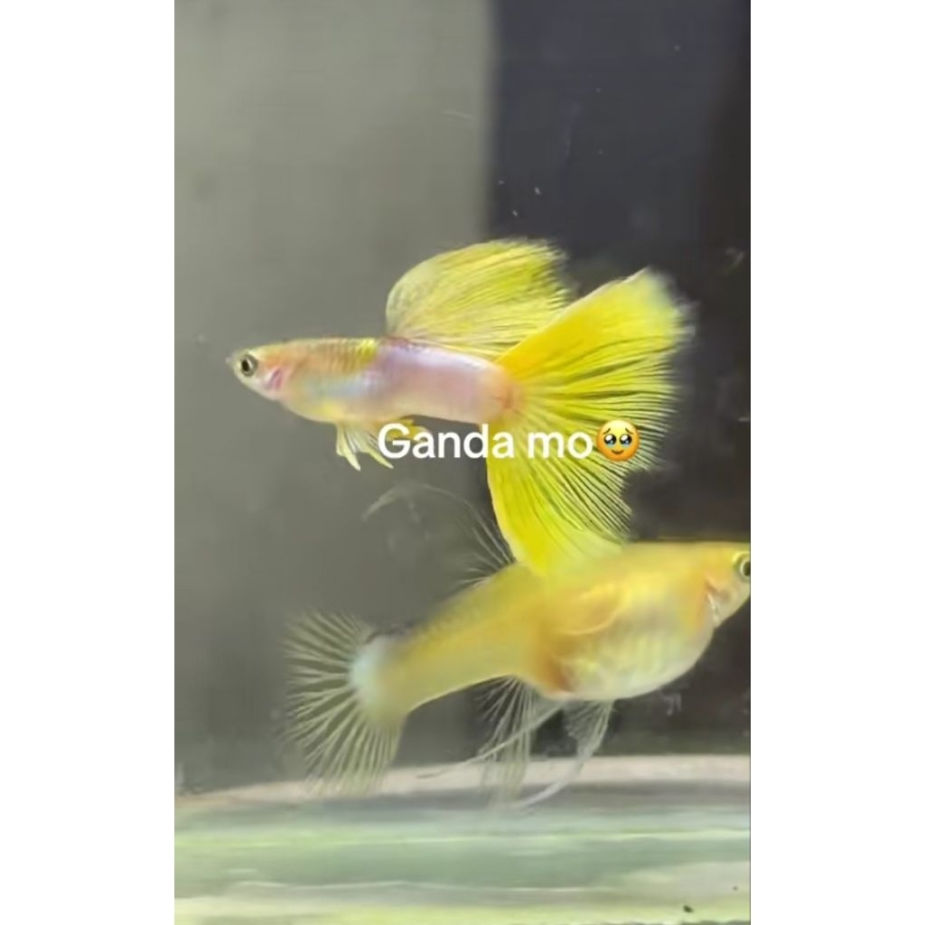 GUPPY YELLOW PINGU