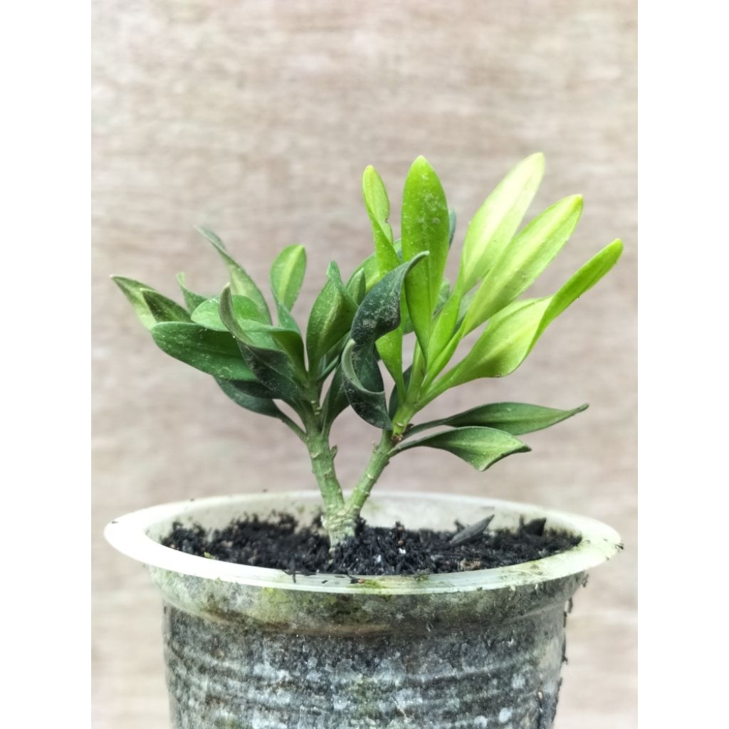 Bibit bahan Bonsai Lohansung twister daun pelintir ori