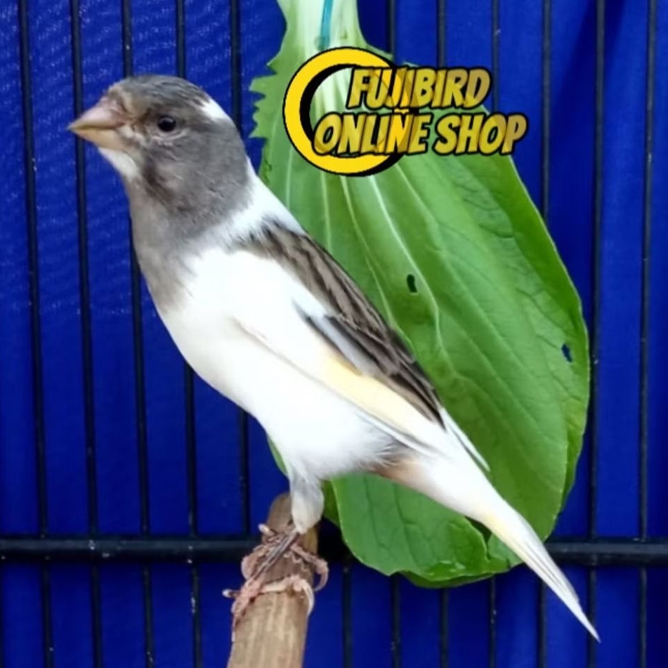 KENARI JANTAN BAHAN PUTIH DAN PANDA RIWIKAN