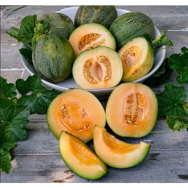 GUDANG BENIH - BENIH BUAH BLEWAH