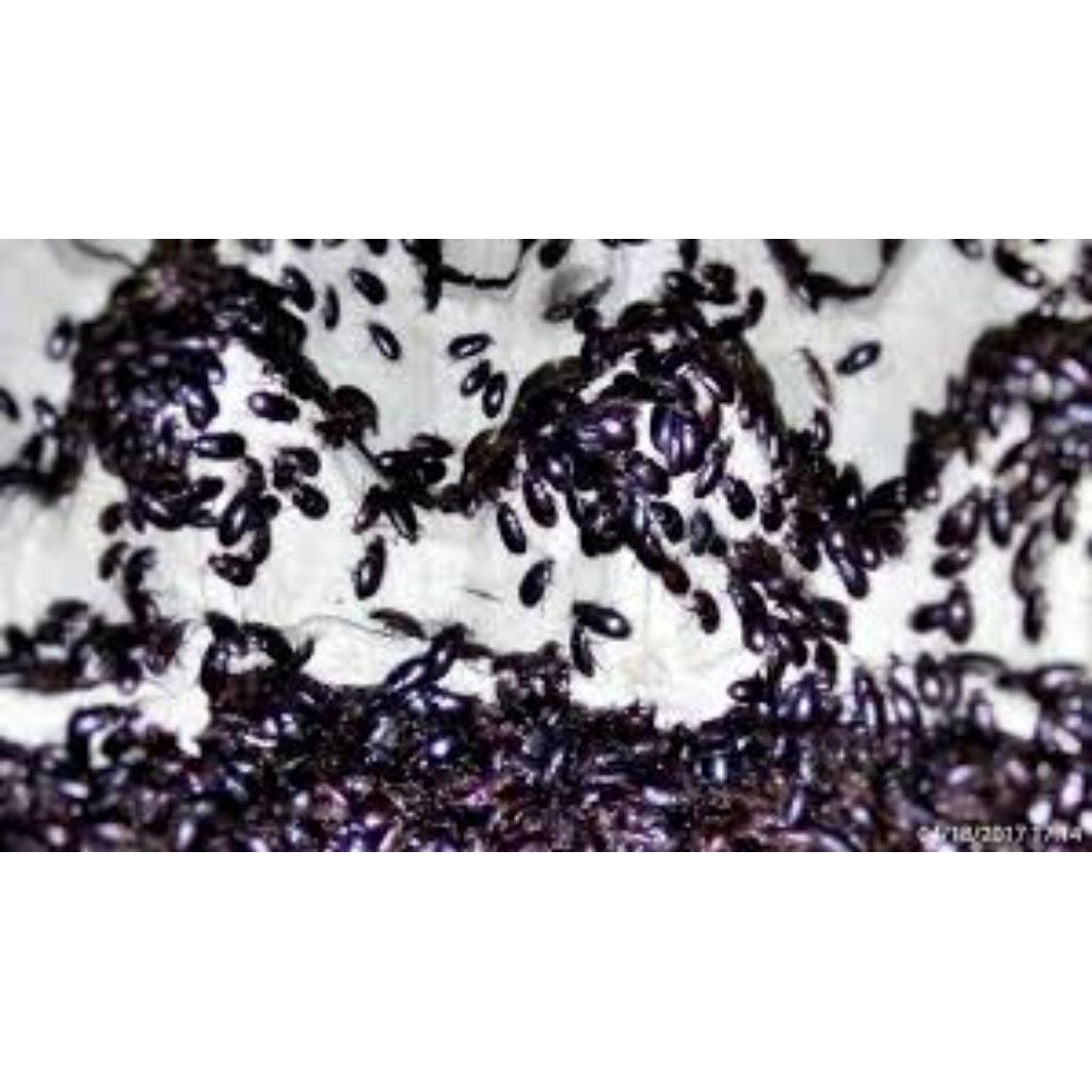 kepik ulat kandang setengah kg siap produksi