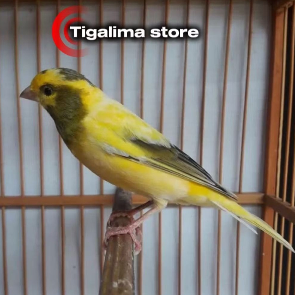 BURUNG KENARI A.F BAHAN PILIHAN JANTAN