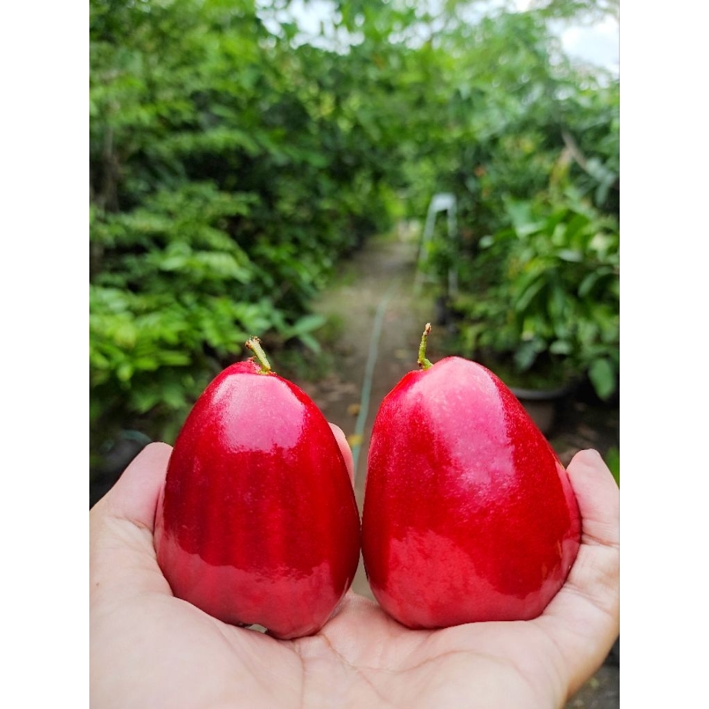 Entres Jambu Air Pesanan